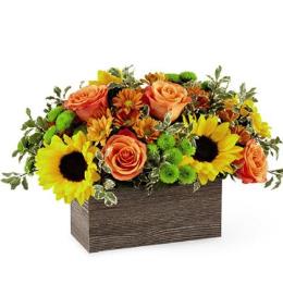 Photo of flowers: Happy Harvest Garden