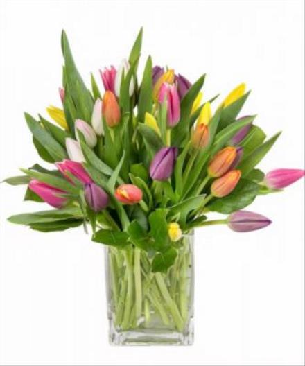 Photo of flowers: Fields of Tulips