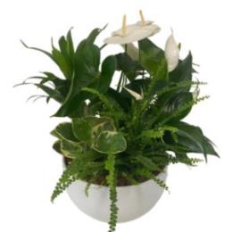 Photo of flowers: WHITE PLANT GARDEN