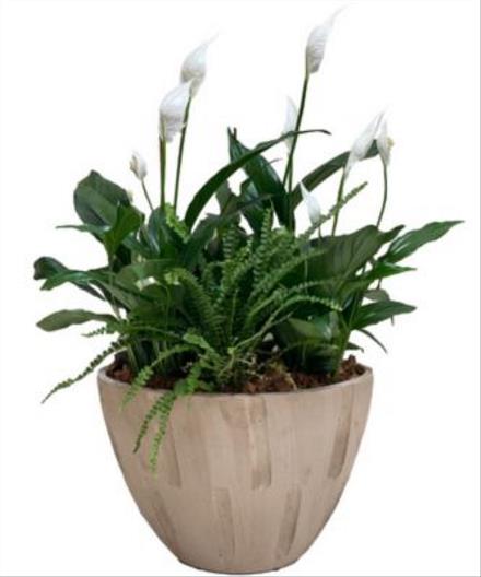 Photo of flowers: Cream Sympathy Planter