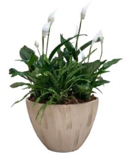 Photo of flowers: Cream Sympathy Planter