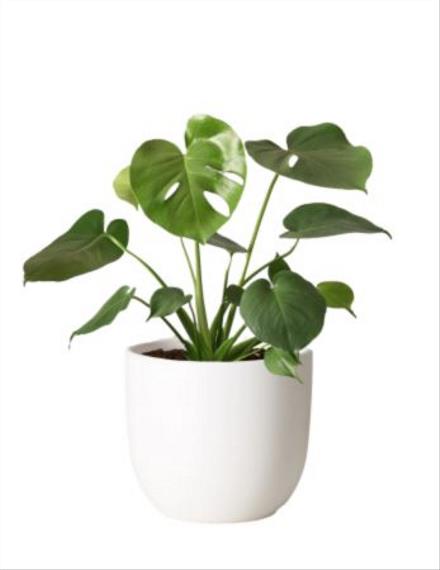 Photo of flowers: Monstera Plant