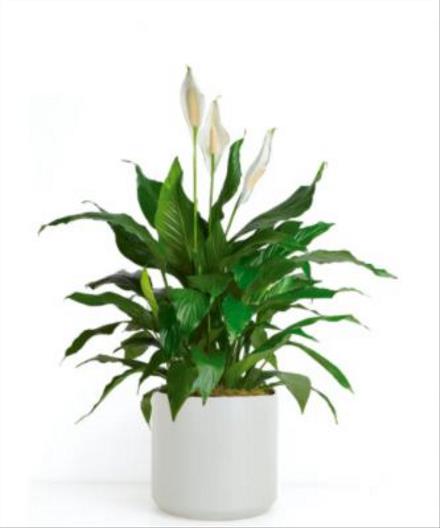 Photo of flowers: Spathiphyllum Peace Lily Plant