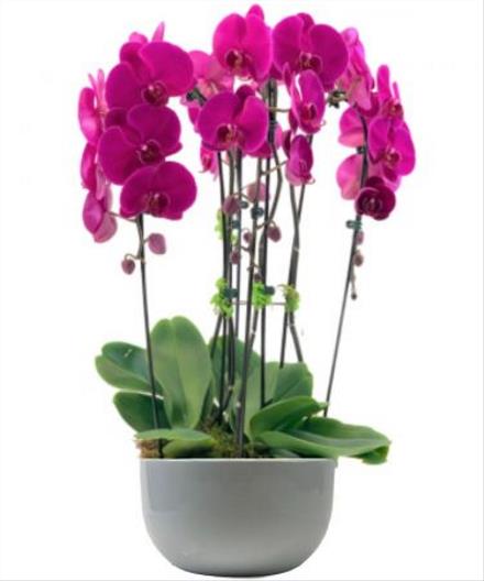 Photo of flowers: Purple Orchid Garden