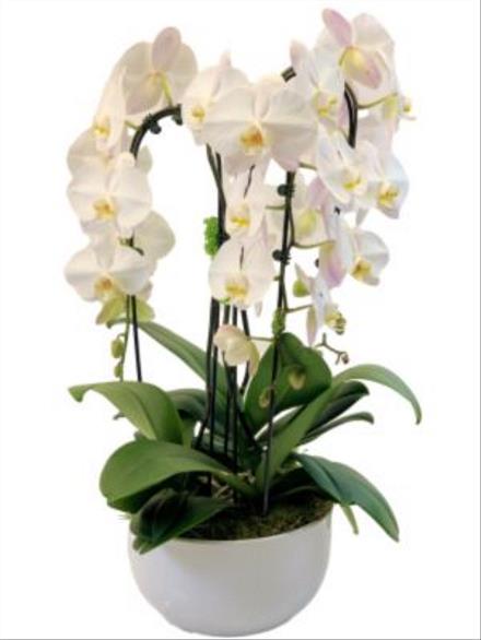 Photo of flowers: White Orchid Garden