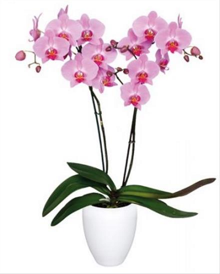 Photo of flowers: Kendall Orchid