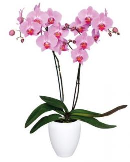 Photo of flowers: Kendall Orchid