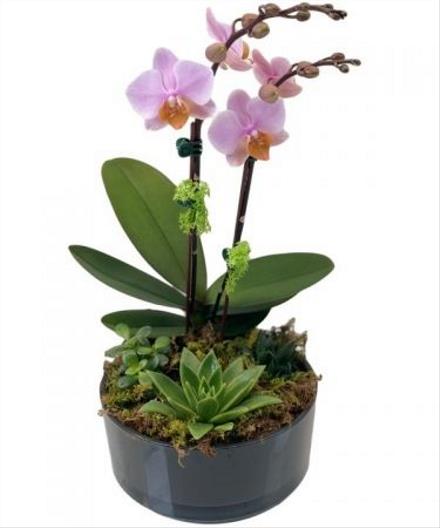 Photo of flowers: Orchid & Succulent Garden