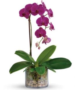 Photo of flowers: PURPLE PHALAENOPSIS ORCHID