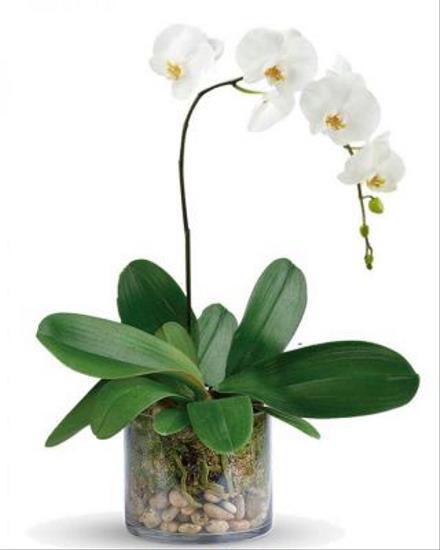 Photo of flowers: WHITE PHALAENOPSIS ORCHID