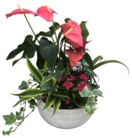 Photo of flowers: Large Anthurium Planter