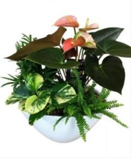 Photo of flowers: French Garden