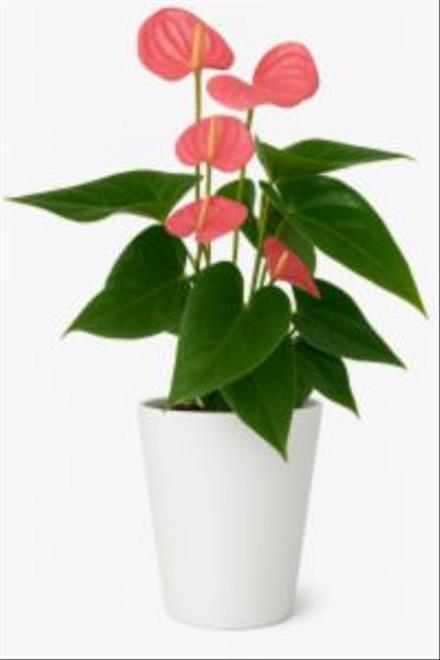 Photo of flowers: Anthurium Plant