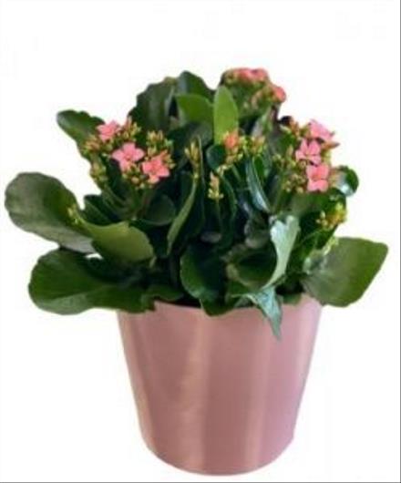 Photo of flowers: Kalanchoe Plant