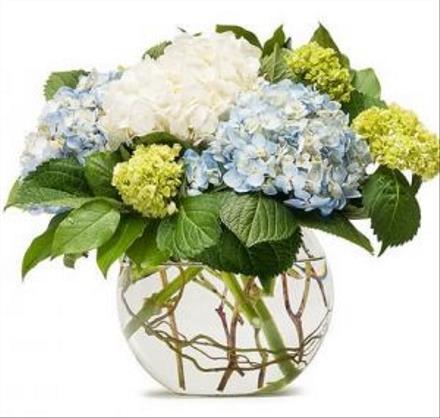 Photo of flowers: MIGHTY HYDRANGEA