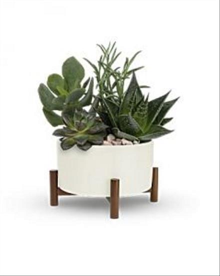 Photo of flowers: Mid-Century Garden
